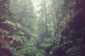 arthur-river-rainforests-ted-mead_orig